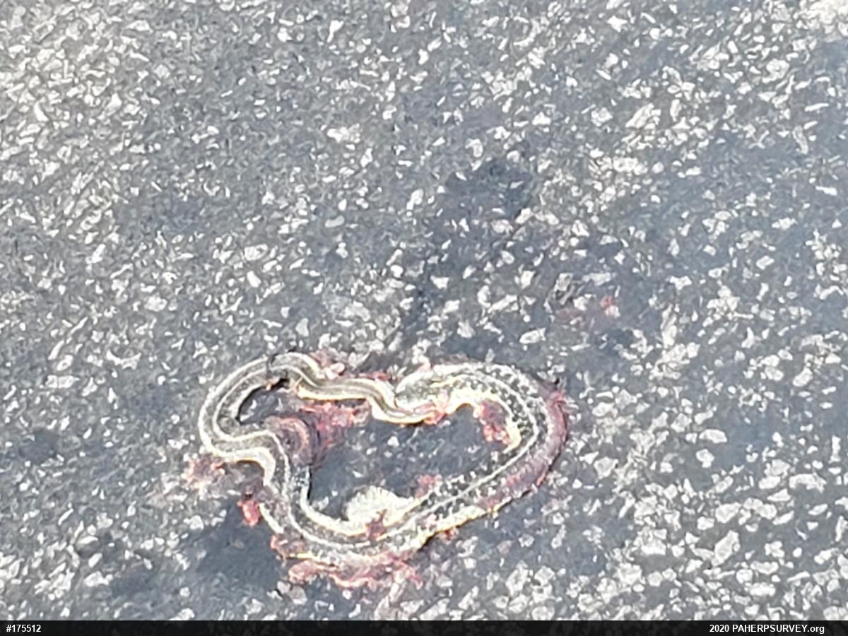 Eastern Gartersnake