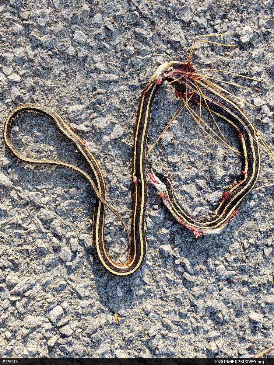 Northern Ribbonsnake