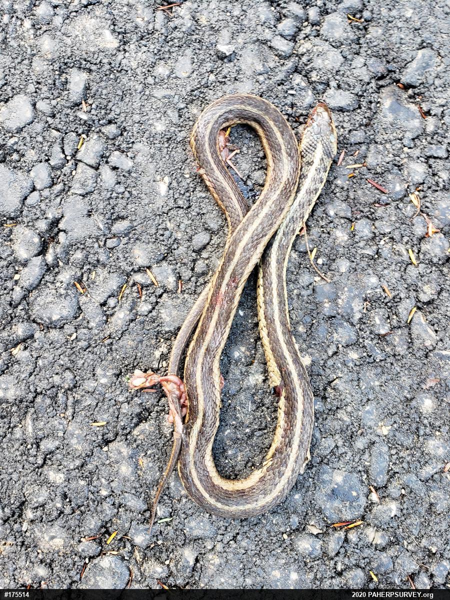Eastern Gartersnake