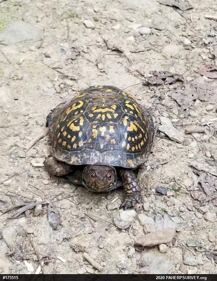 Eastern Box Turtle