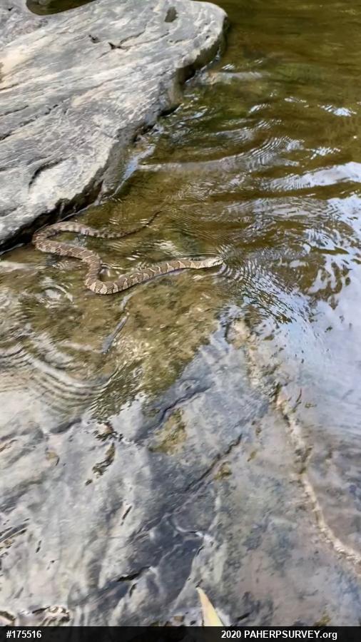Northern Watersnake