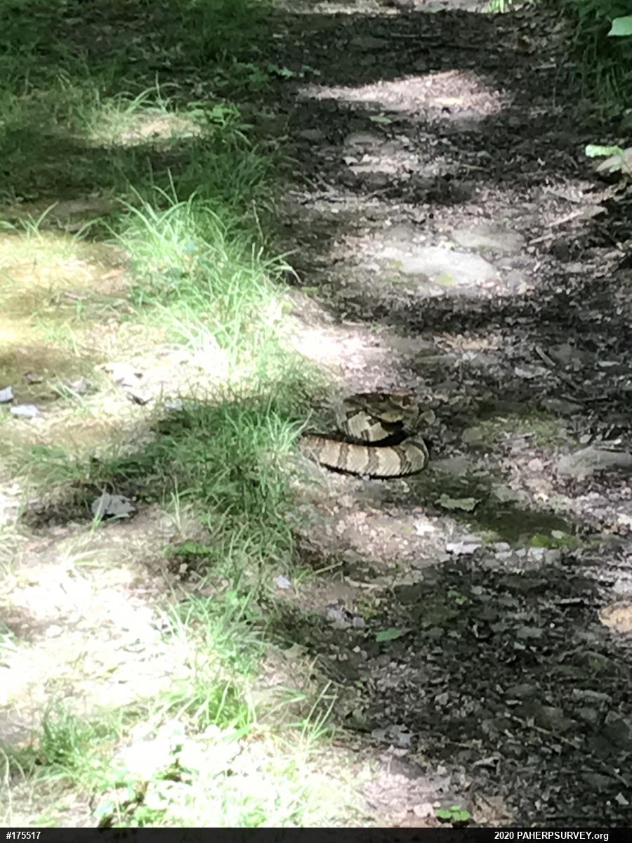 Timber Rattlesnake