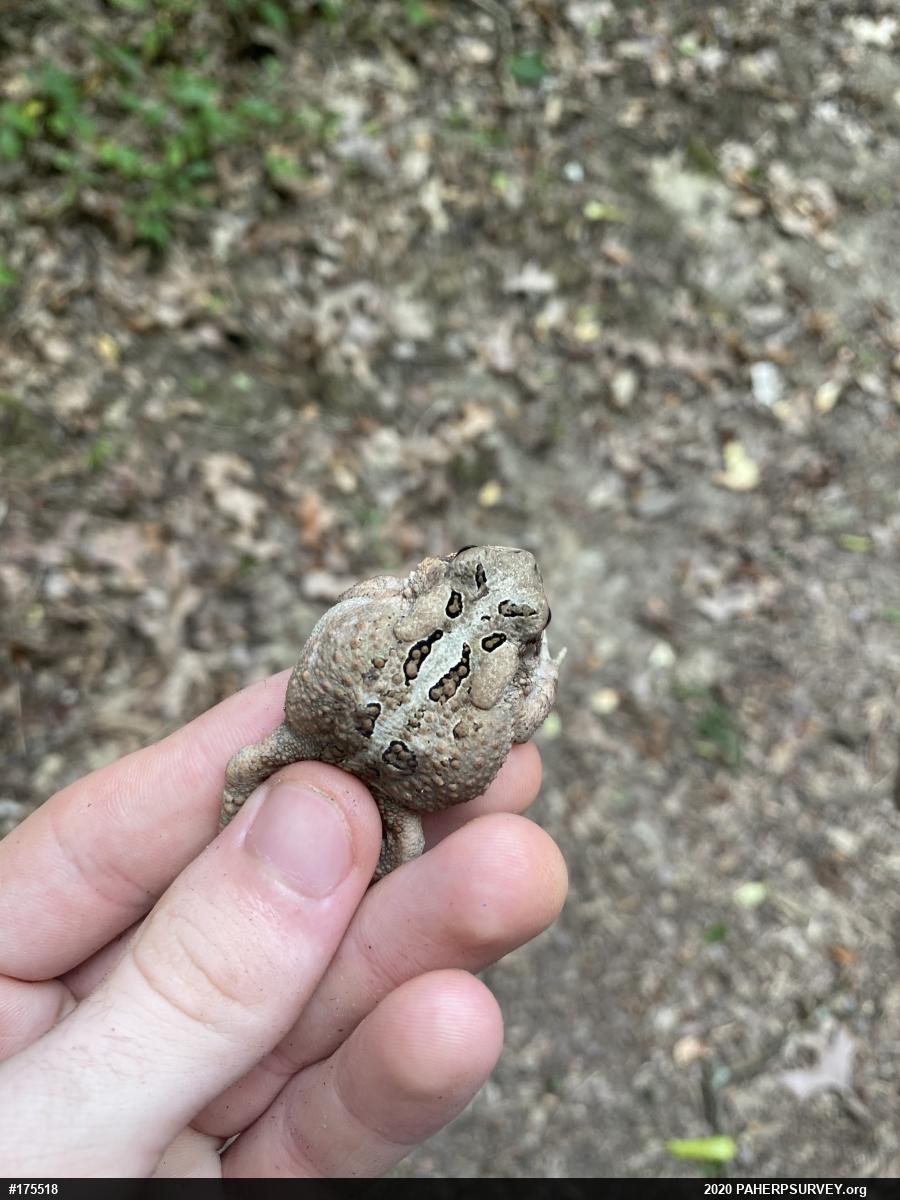 Eastern American Toad
