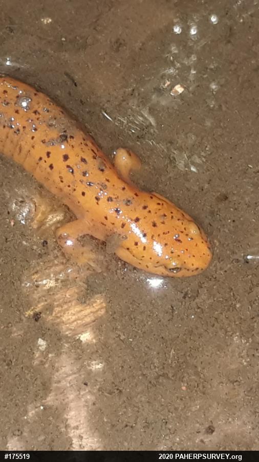 Northern Red Salamander