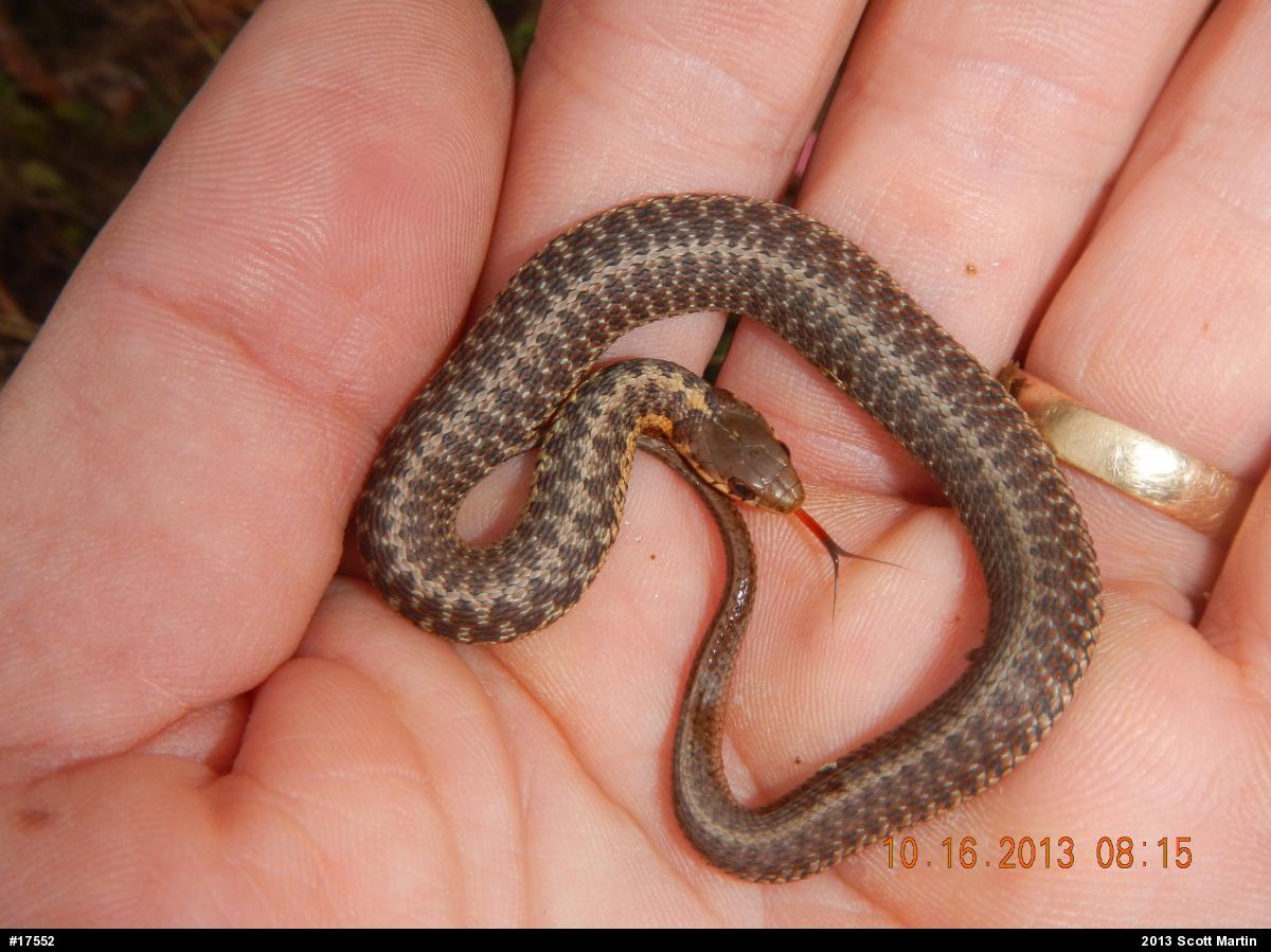 Eastern Gartersnake