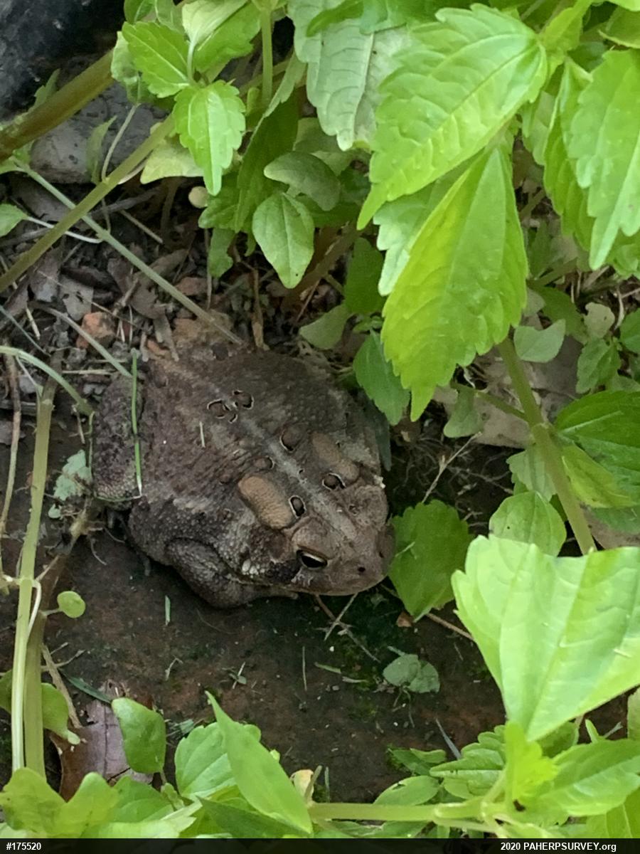 Eastern American Toad