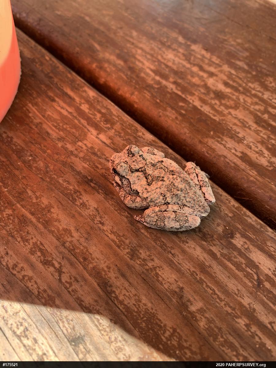 Unknown Gray Treefrog
