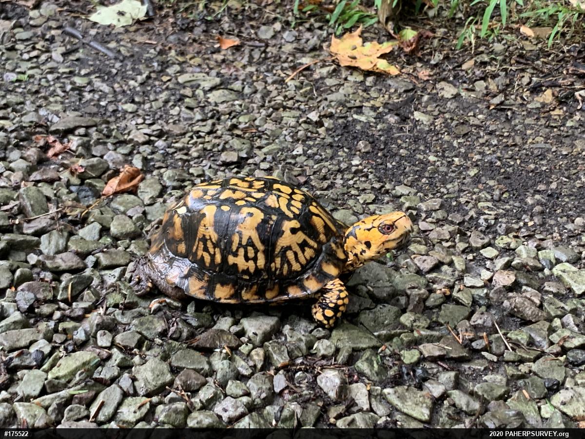 Eastern Box Turtle