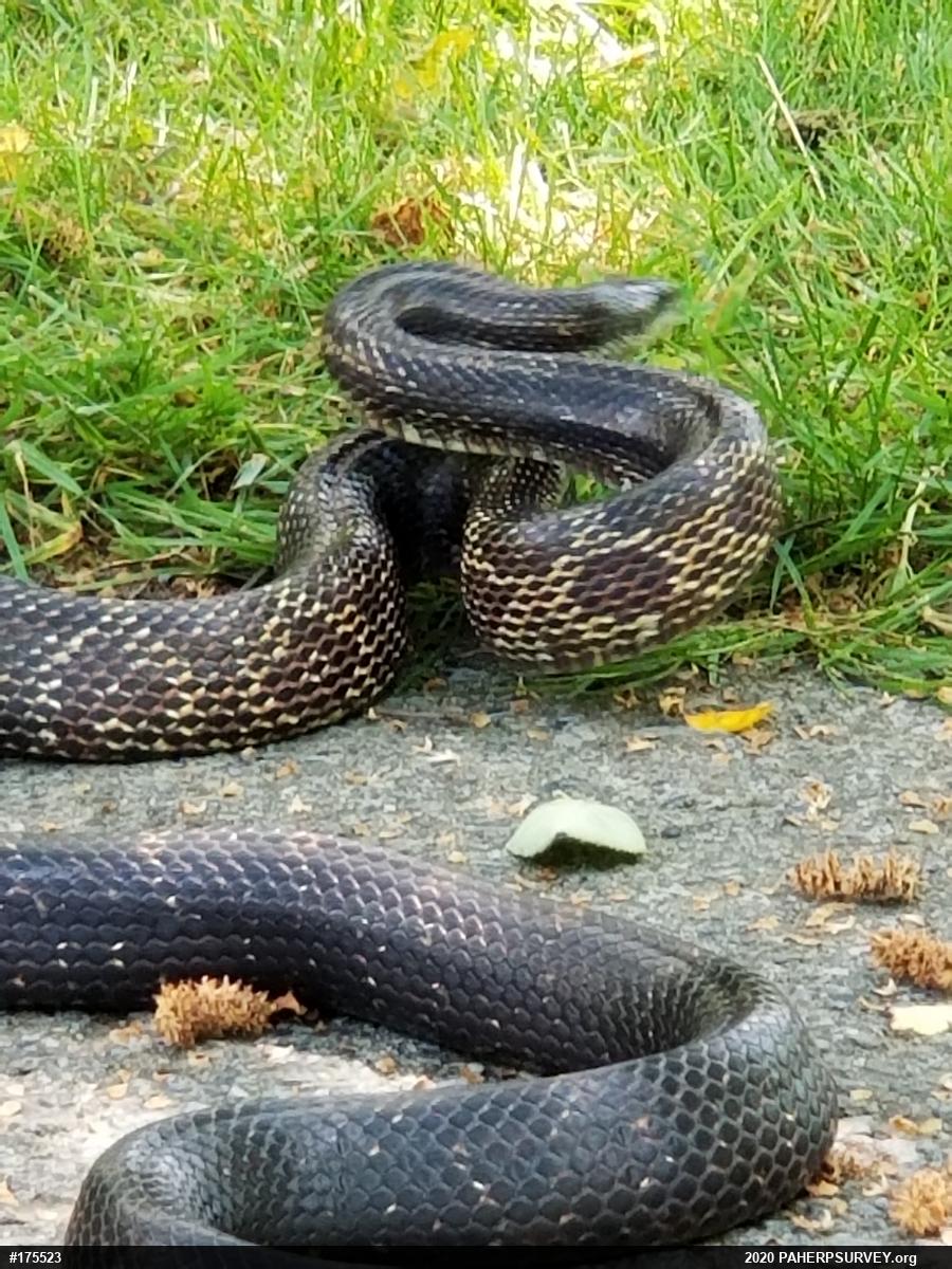 Eastern Ratsnake