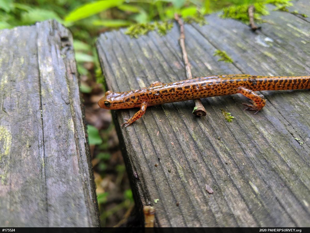 Eastern Long-tailed Salamander