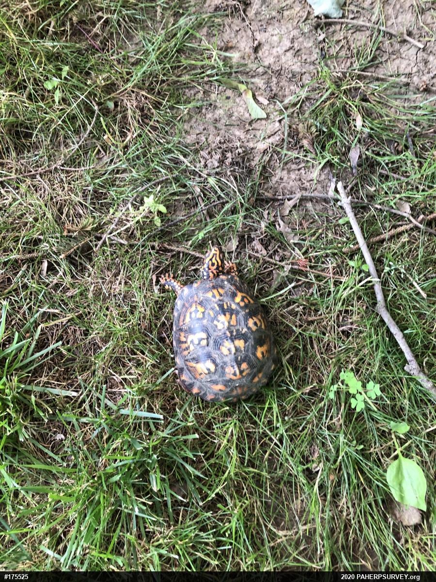 Eastern Box Turtle