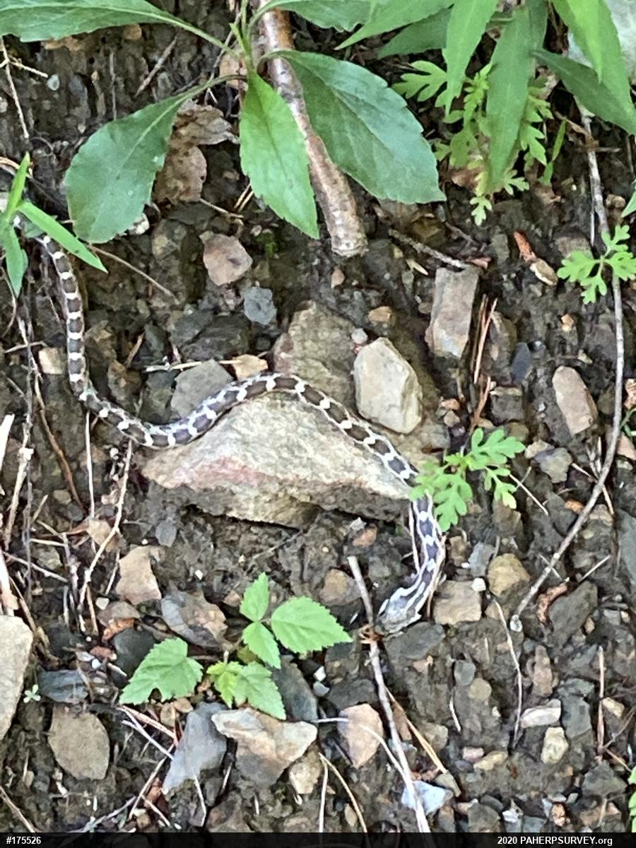 Eastern Ratsnake