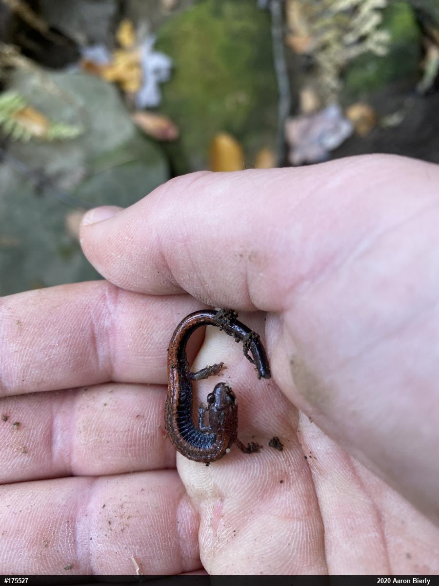 Eastern Red-backed  Salamander