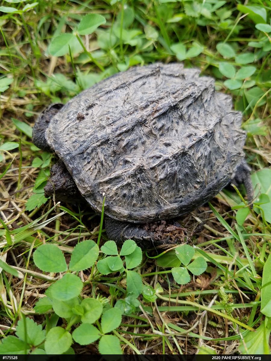 Snapping Turtle