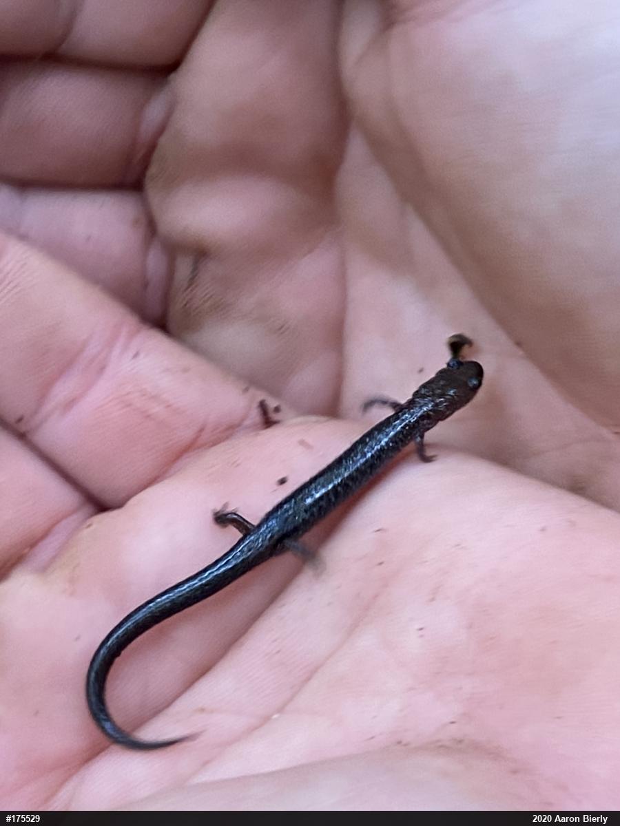 Eastern Red-backed  Salamander