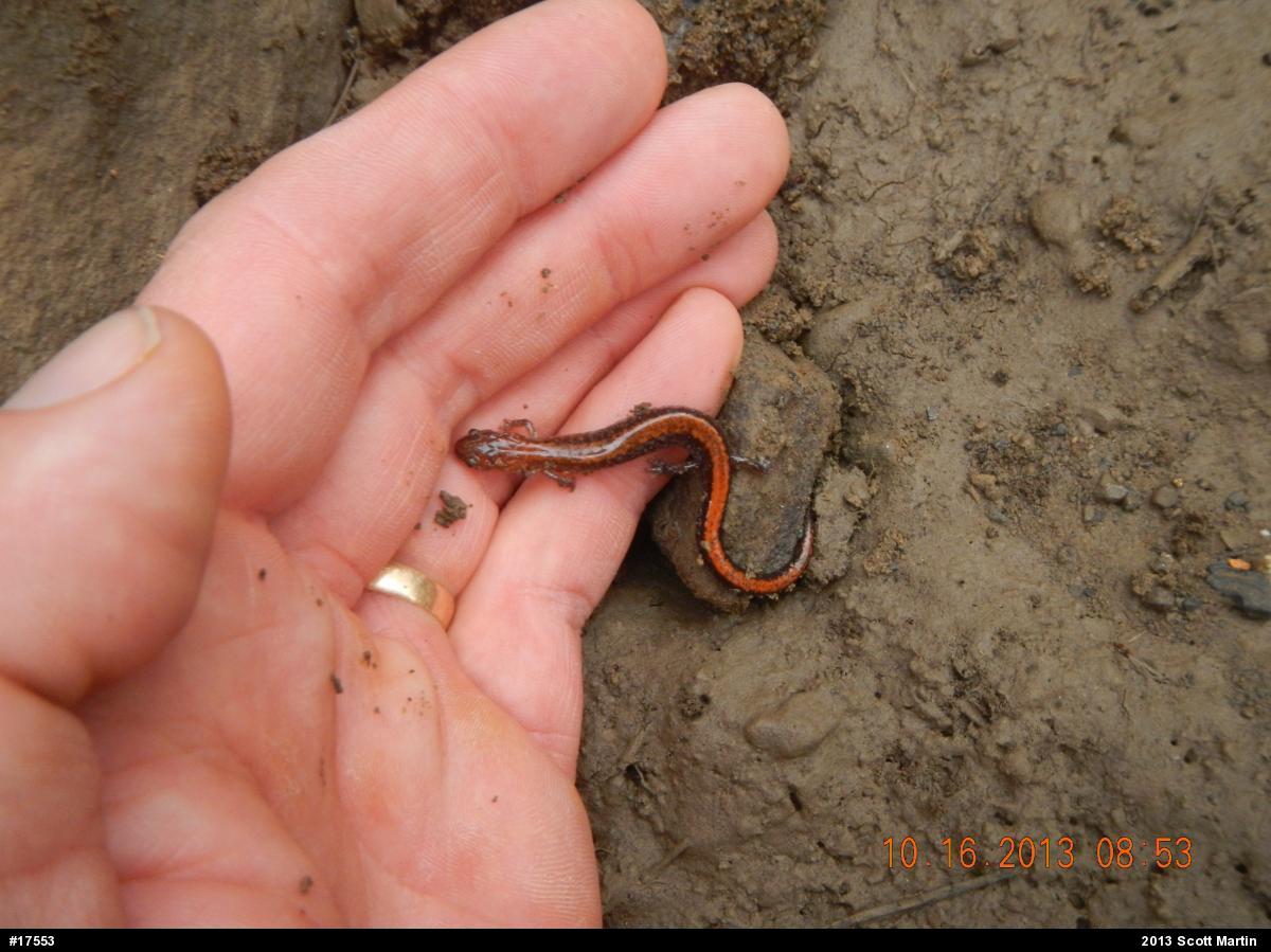Eastern Red-backed  Salamander