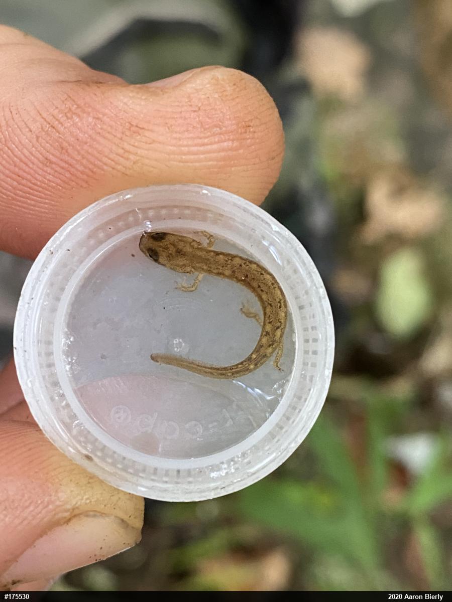 Northern Two-lined Salamander