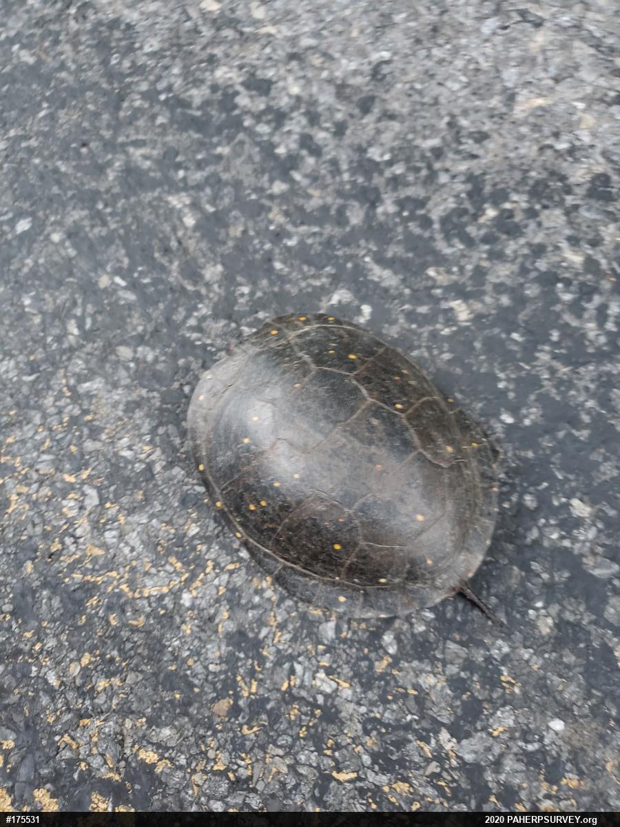 Spotted Turtle