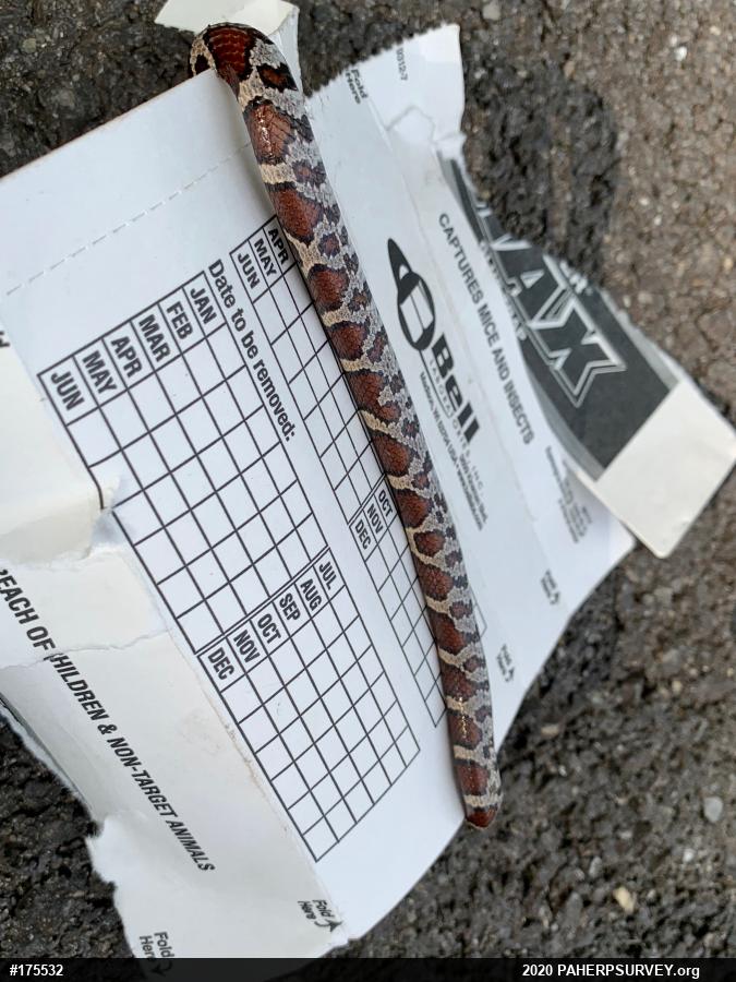 Eastern Milksnake
