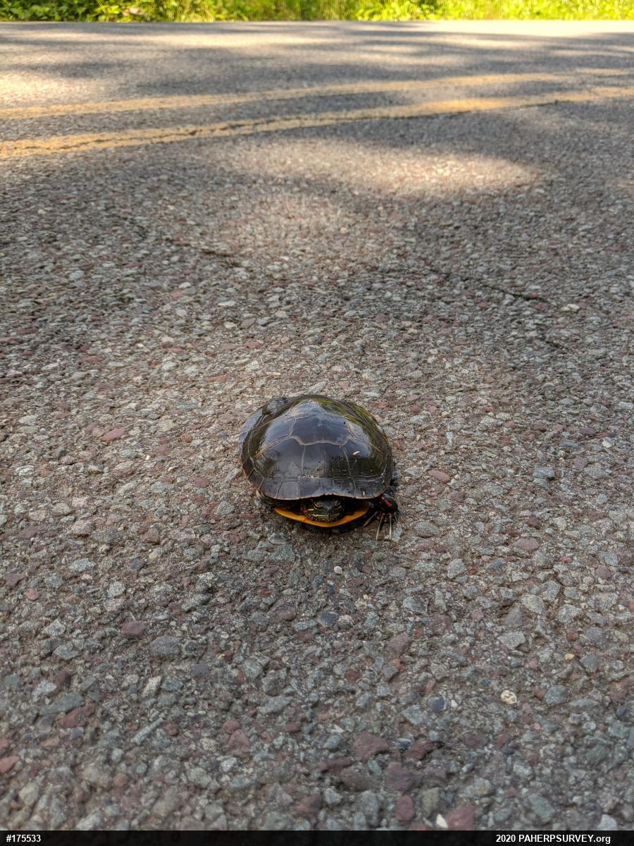 Painted Turtle