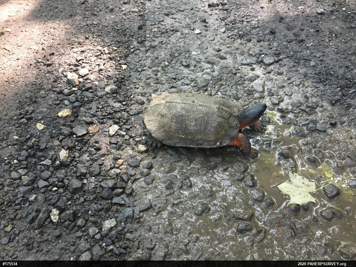 Wood Turtle