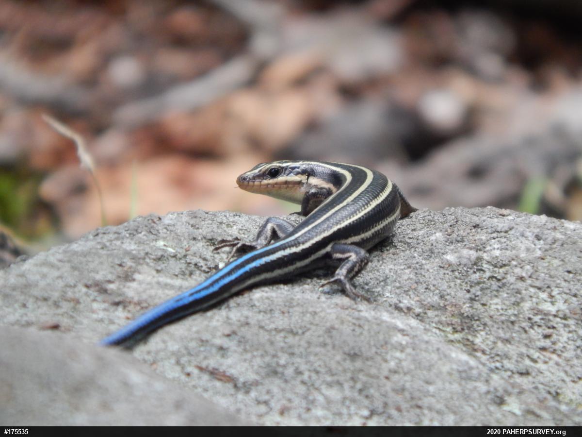 Common Five-lined Skink