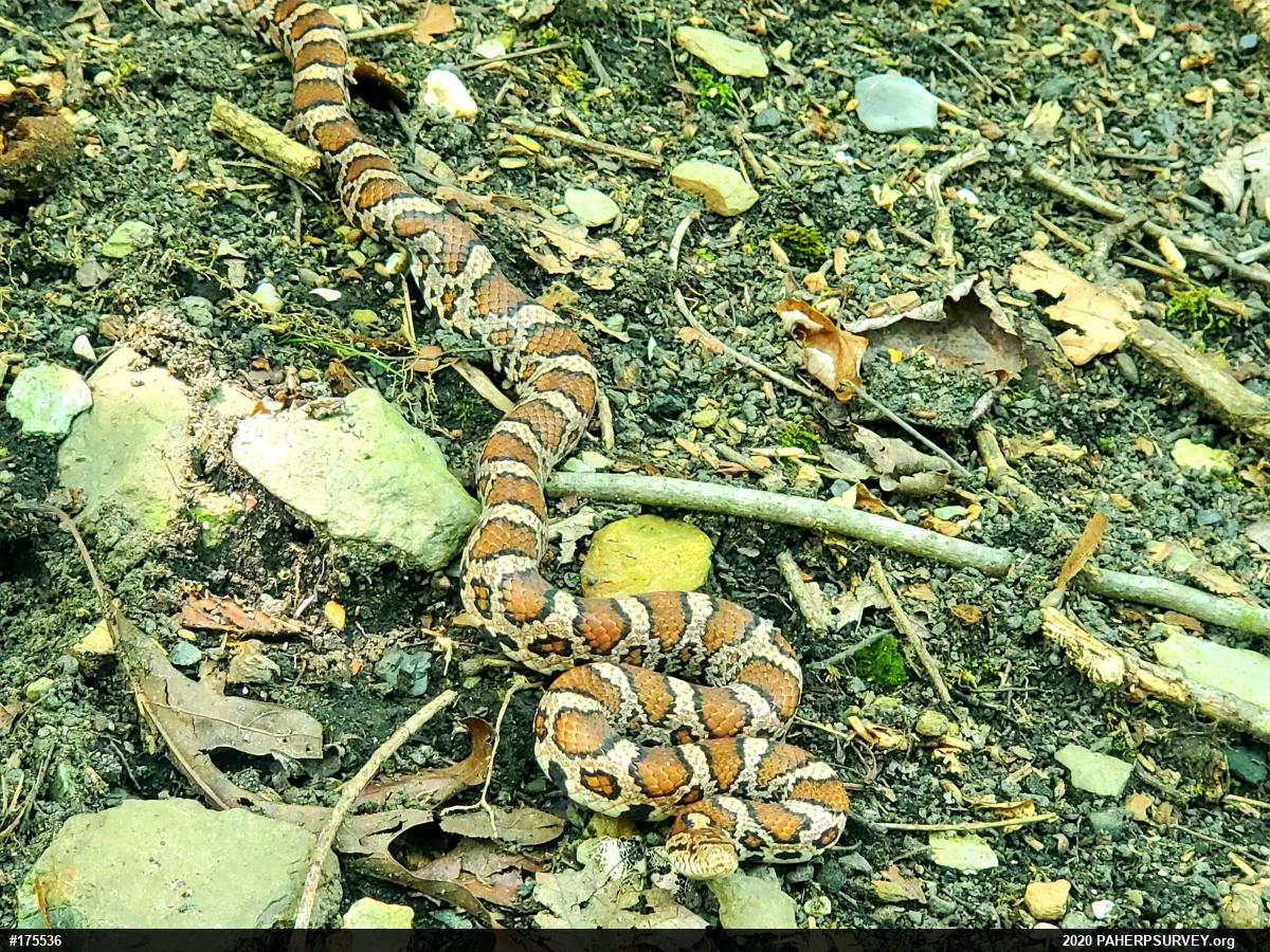 Eastern Milksnake