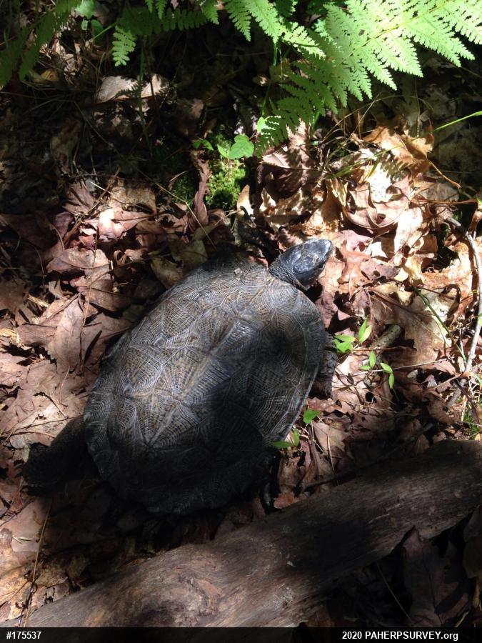 Wood Turtle