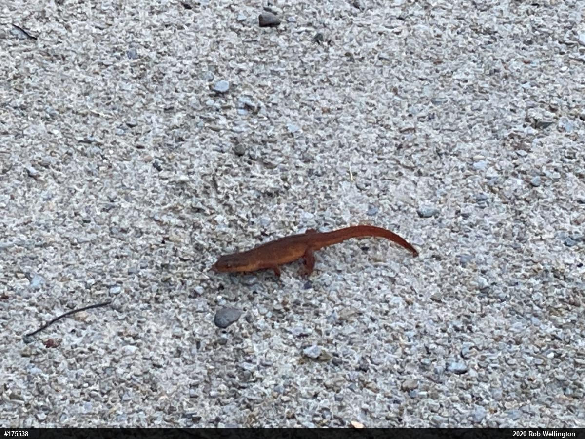 Red-spotted Newt