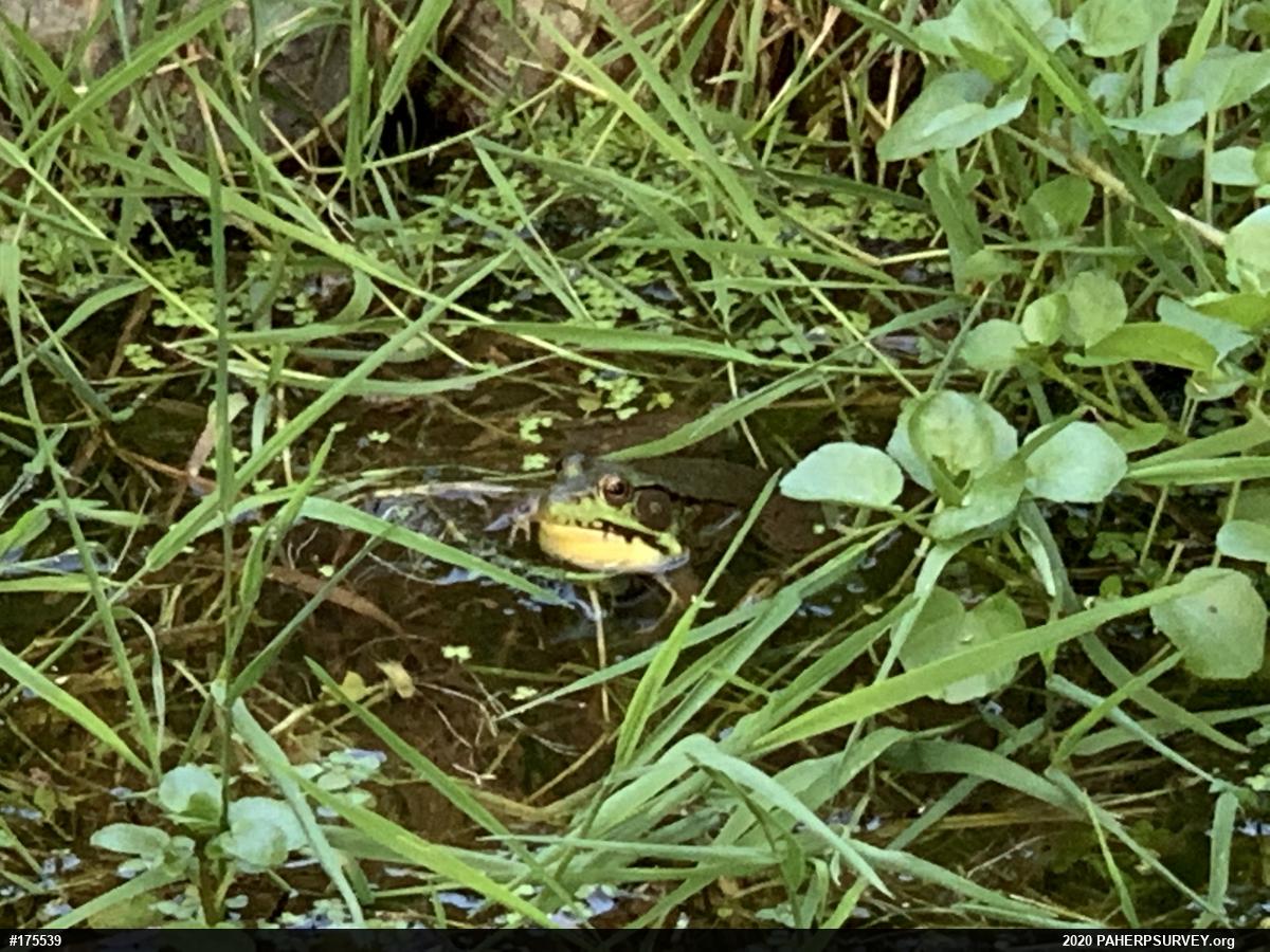 Green Frog