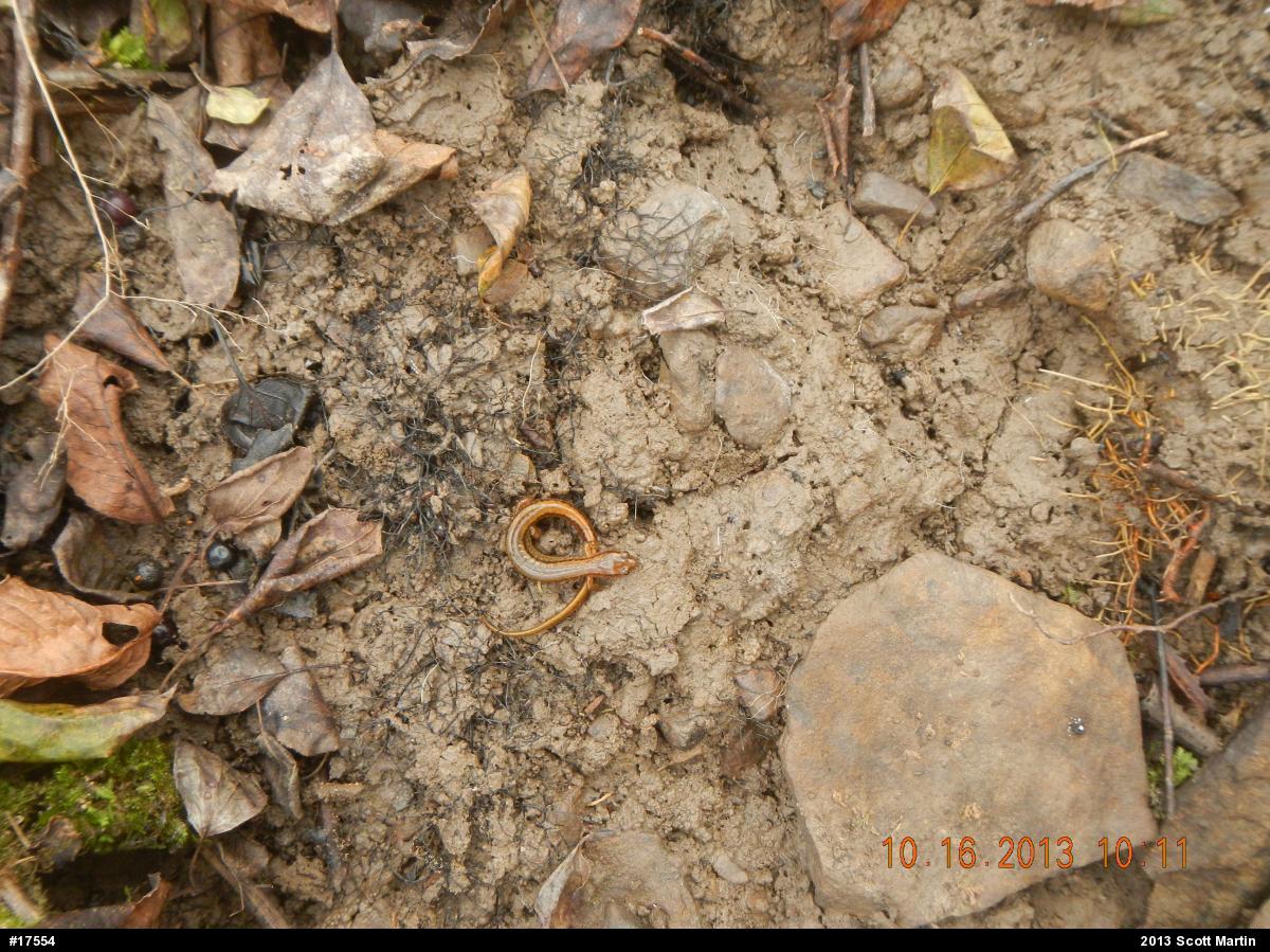 Northern Two-lined Salamander