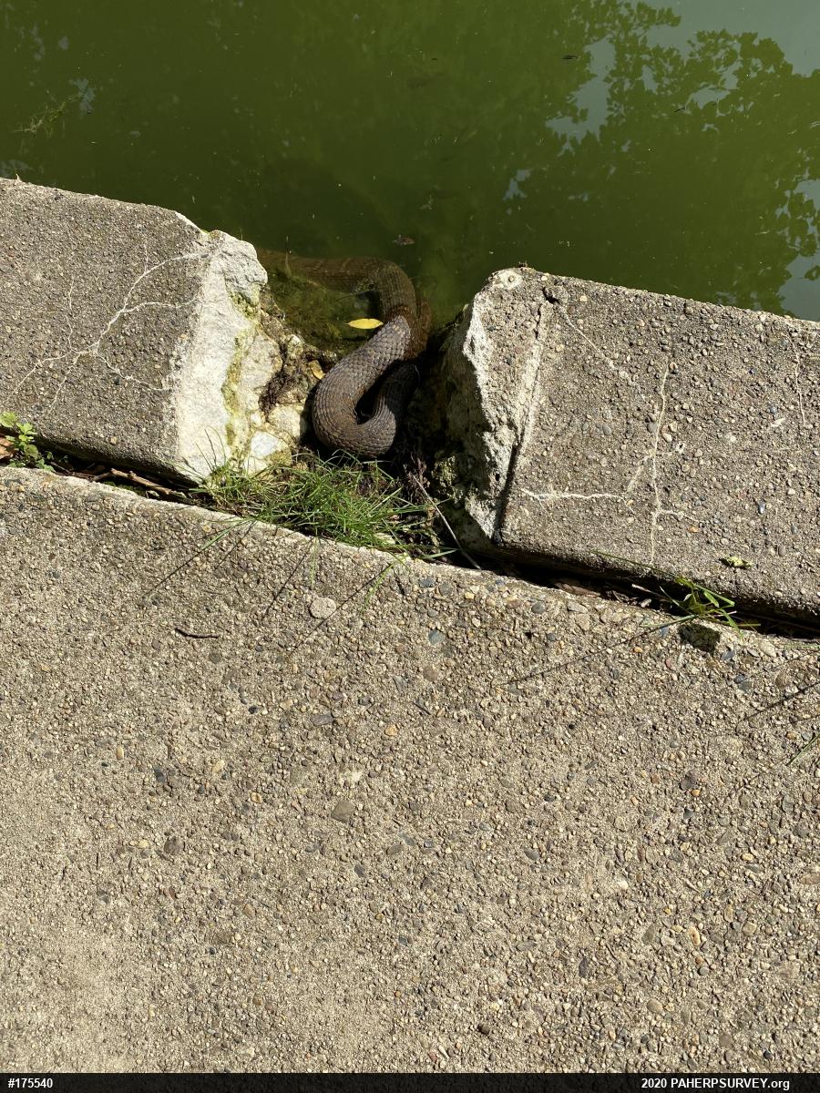 Northern Watersnake
