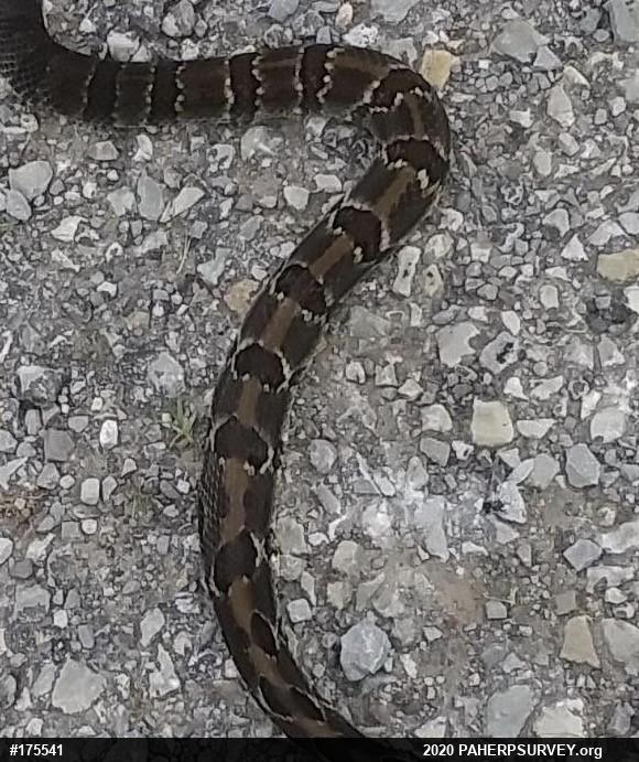 Timber Rattlesnake