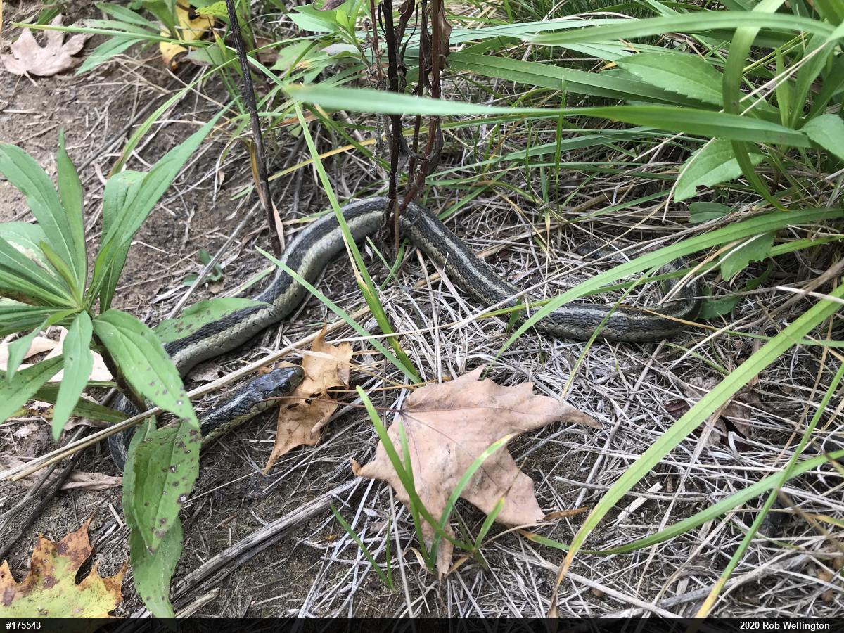 Eastern Gartersnake