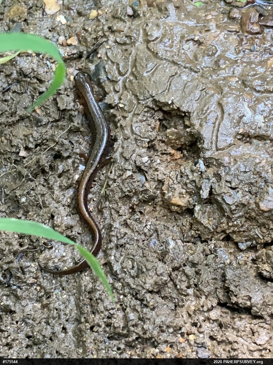 Northern Two-lined Salamander