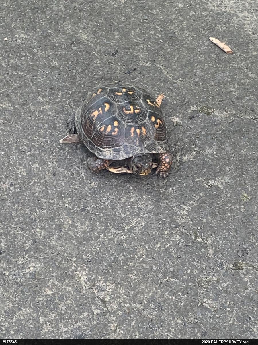 Eastern Box Turtle