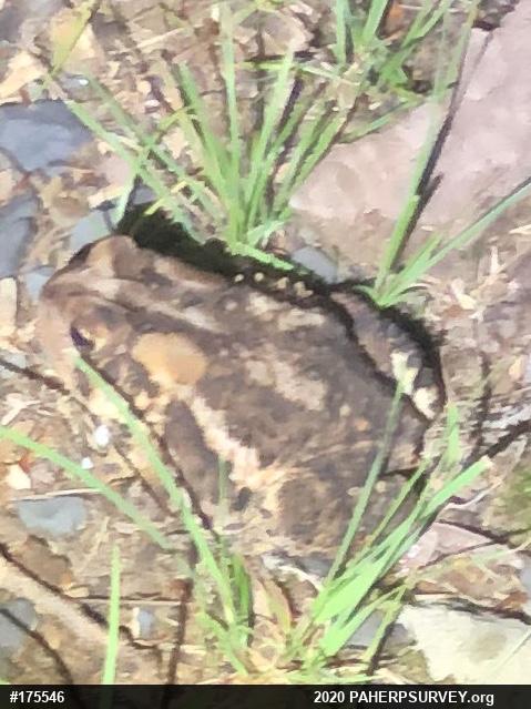 Eastern American Toad