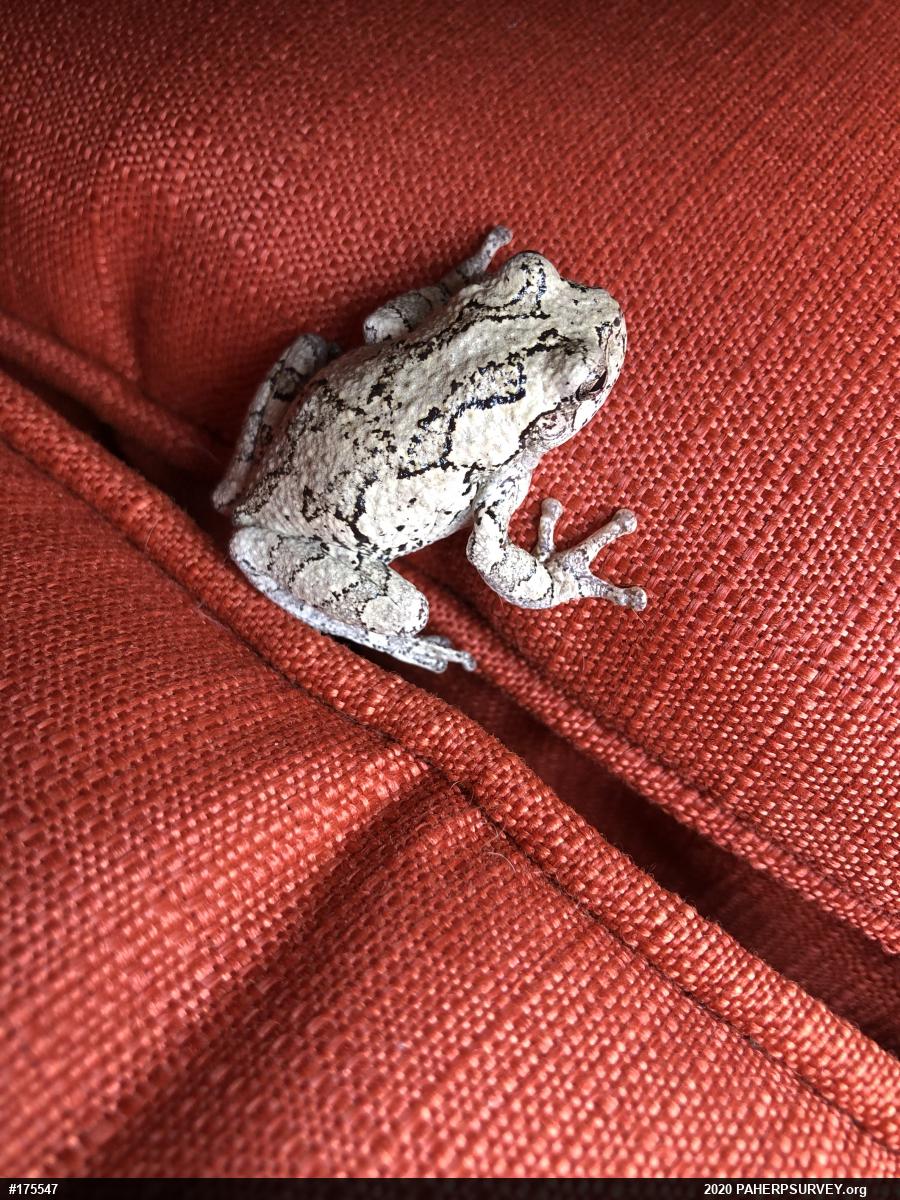 Unknown Gray Treefrog