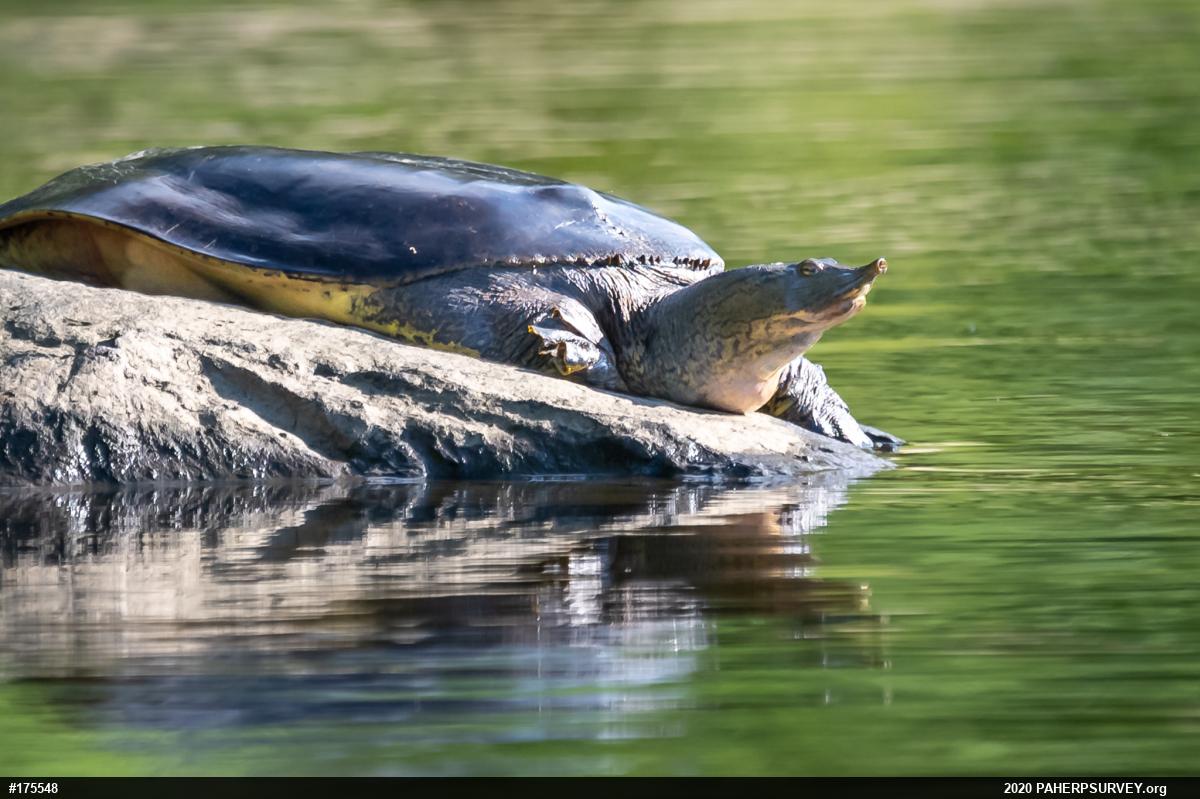 Eastern Spiny Softshell