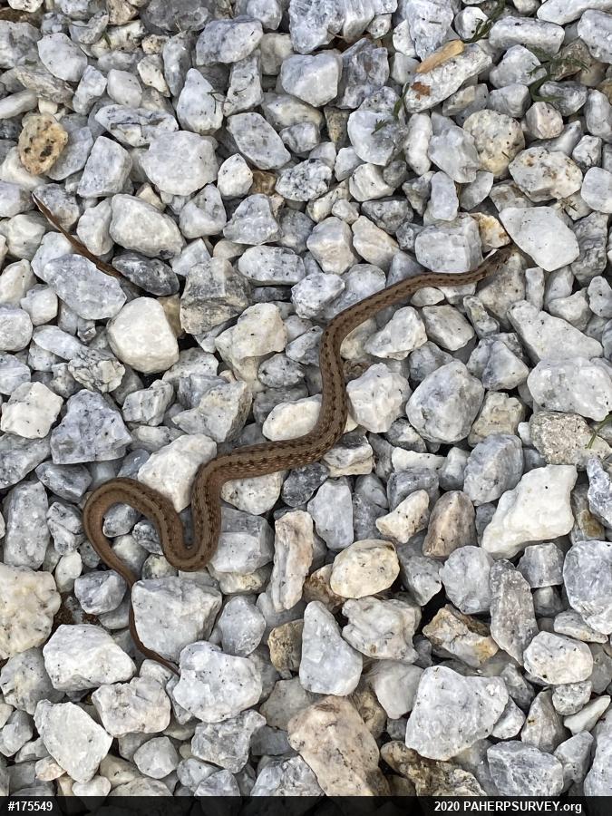 Dekay's Brownsnake