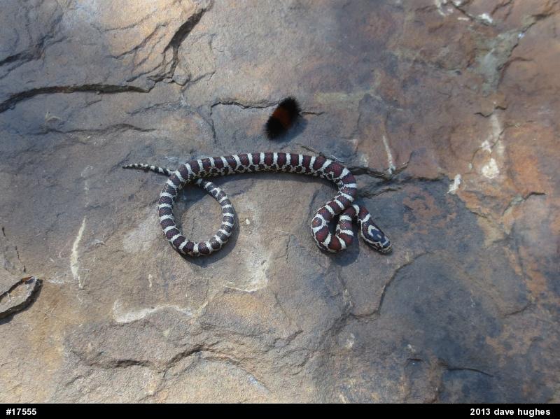 Eastern Milksnake