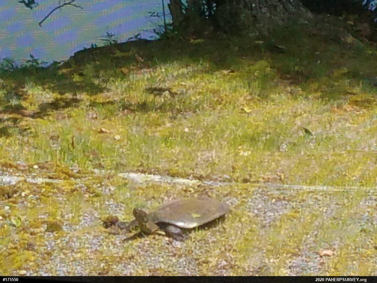 Eastern Spiny Softshell