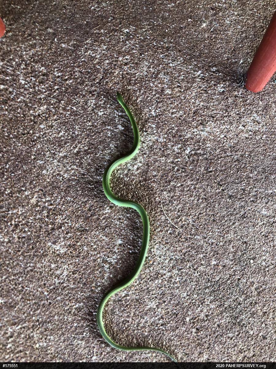 Smooth Greensnake