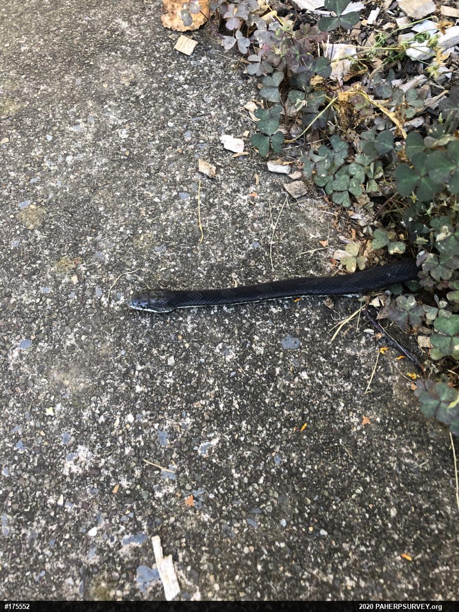 Eastern Ratsnake