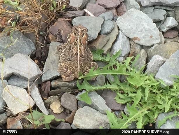 Eastern American Toad