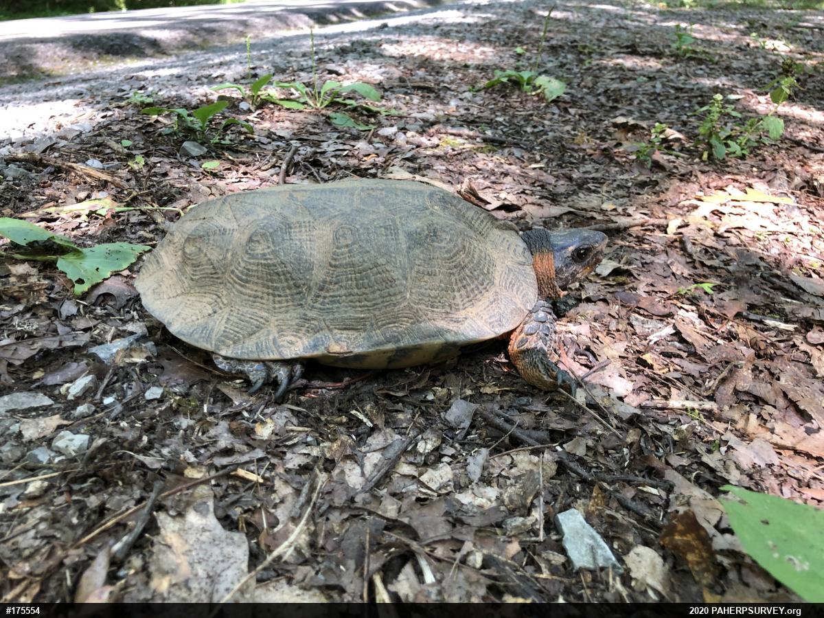 Wood Turtle