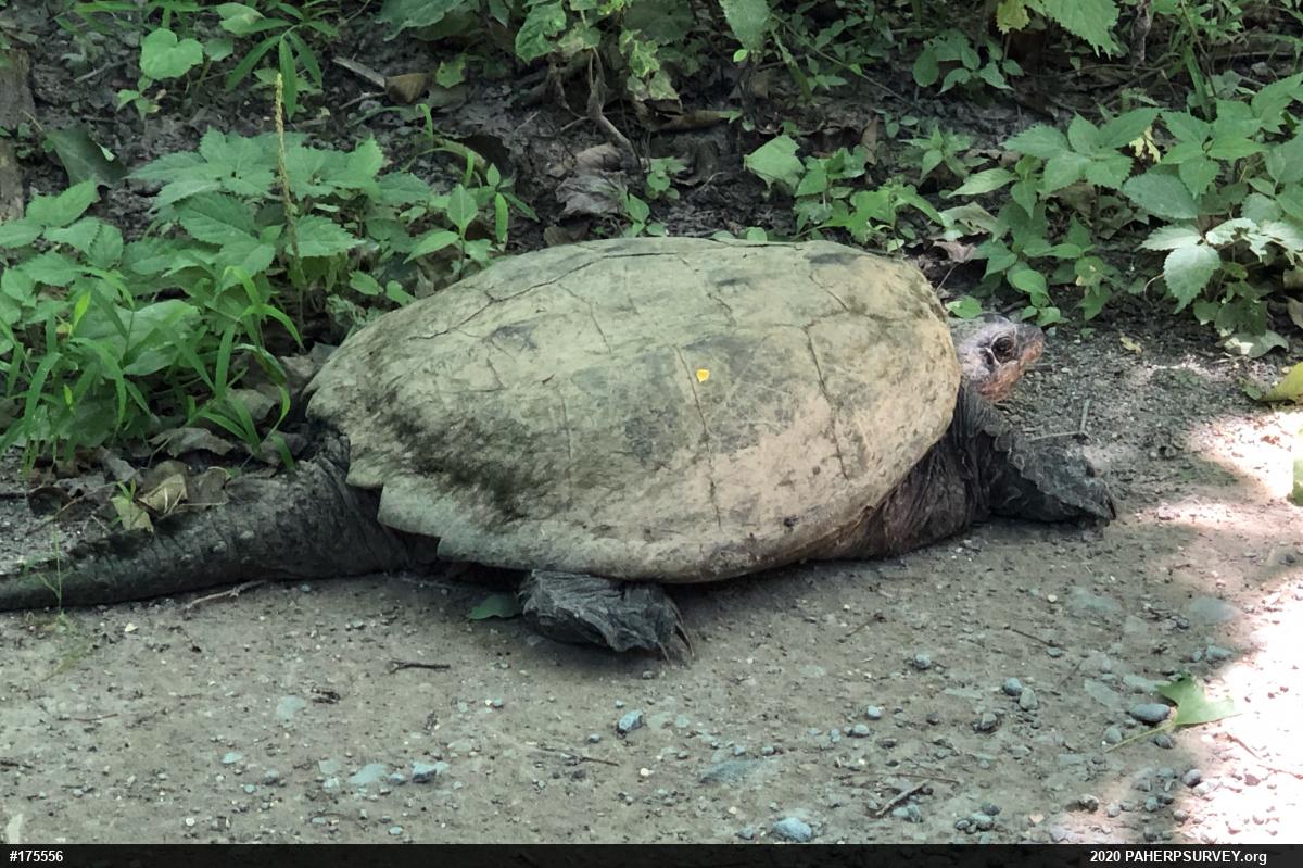 Snapping Turtle