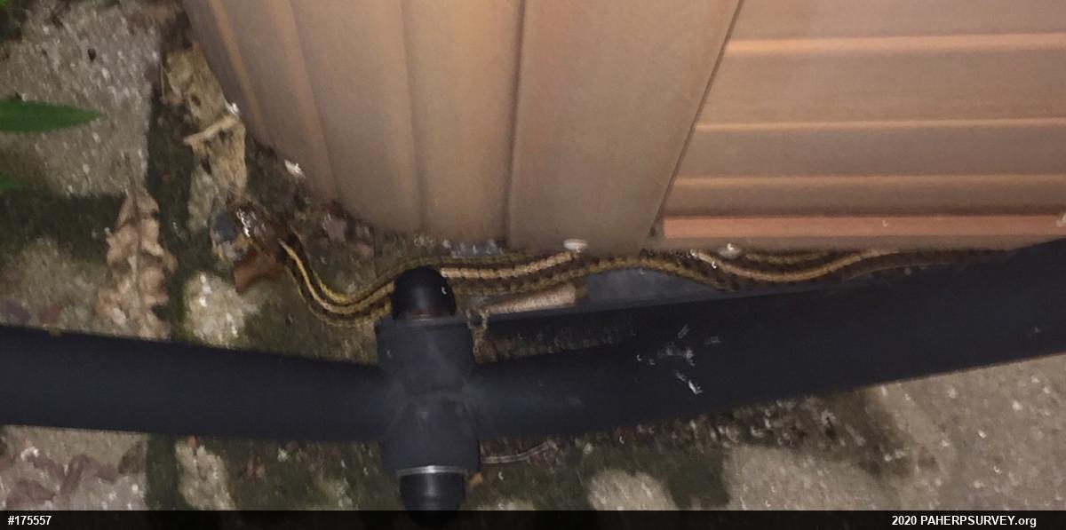 Eastern Gartersnake