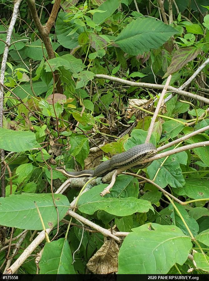 Queensnake