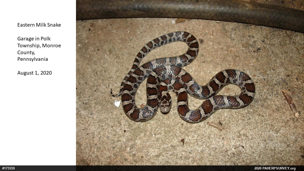 Eastern Milksnake